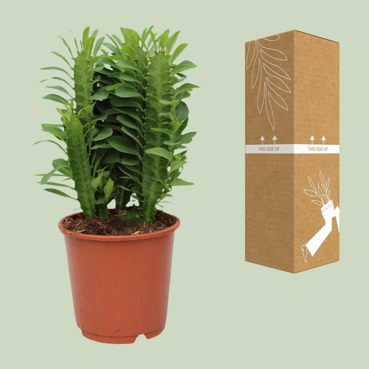 Euphorbia Trigona – Afrikanischer Milchbaum - 40 - 70 cm - Green Guardia - Ihr Experte für Schädlinge und Pflanzen