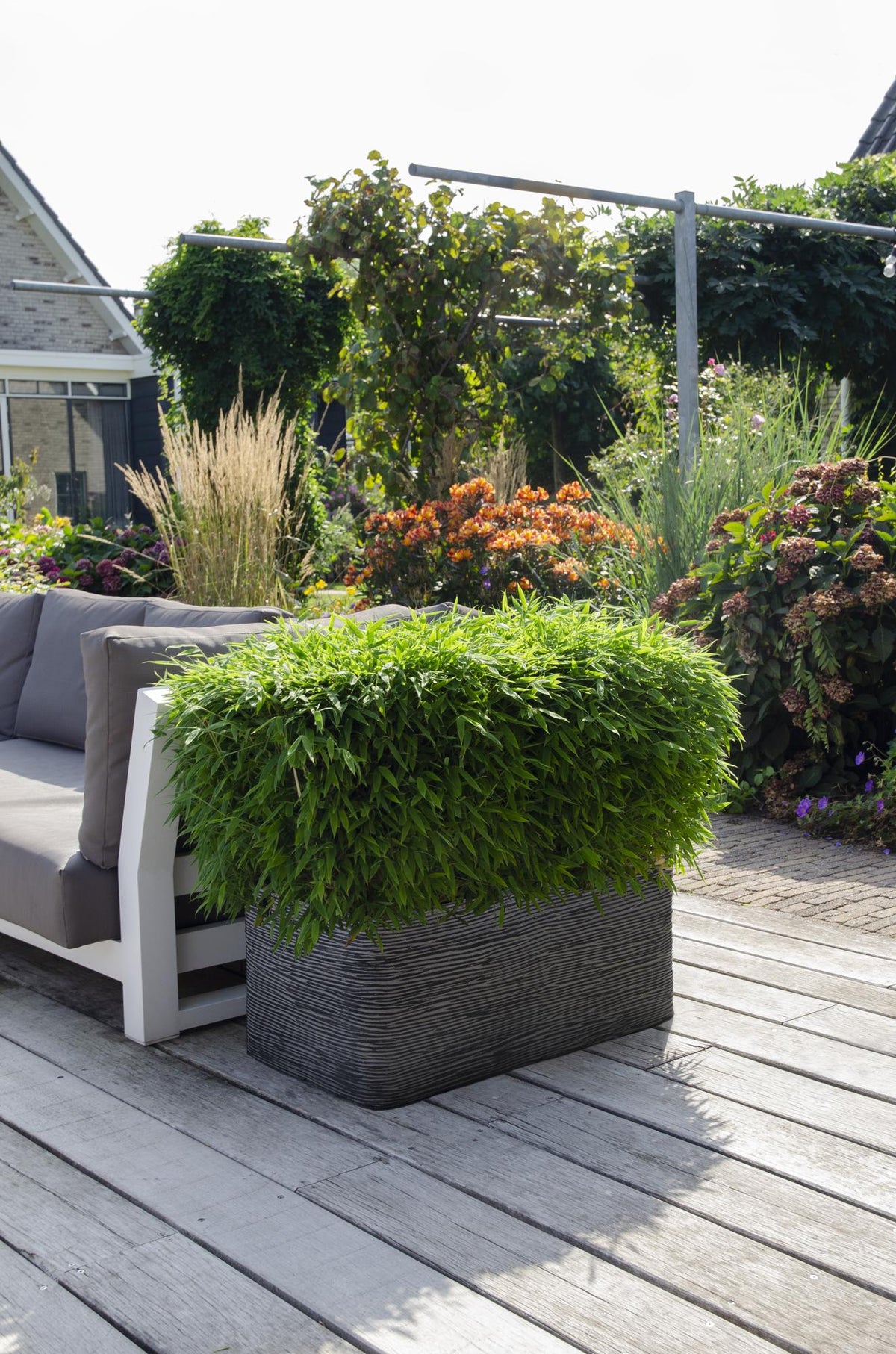 Fargesia ‘Moontears’® Boobux – kompakter Gartenbambus, 29 cm Topf, 70 cm Höhe - Green Guardia - Ihr Experte für Schädlinge und Pflanzen