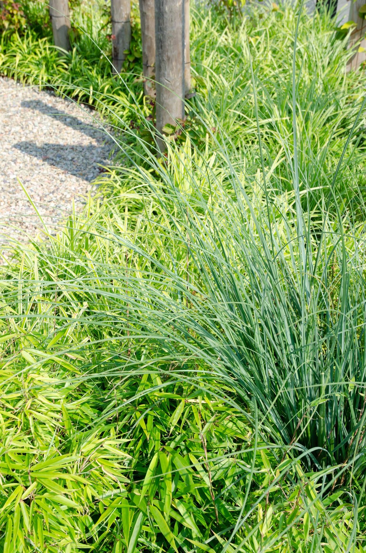 Fargesia rufa – horstbildender Gartenbambus in verschiedenen Höhen - Green Guardia - Ihr Experte für Schädlinge und Pflanzen