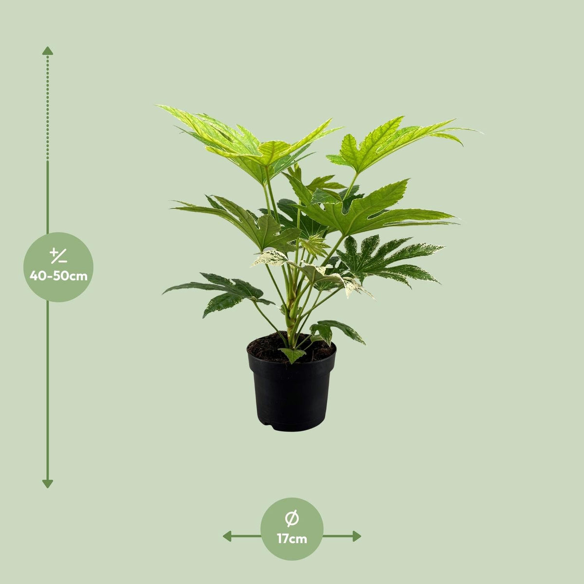 Fatsia japonica ‘Spider Web’ – Zimmeraralie – 17 cm Topf, 50 cm hoch - Green Guardia - Ihr Experte für Schädlinge und Pflanzen