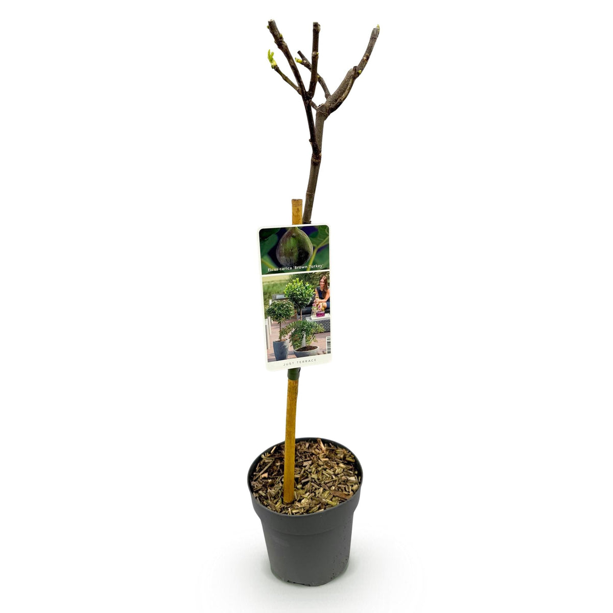 Feigenbaum „Brown Turkey“ (Ficus carica) – 19cm Topf, 90 cm hoch - Green Guardia - Ihr Experte für Schädlinge und Pflanzen