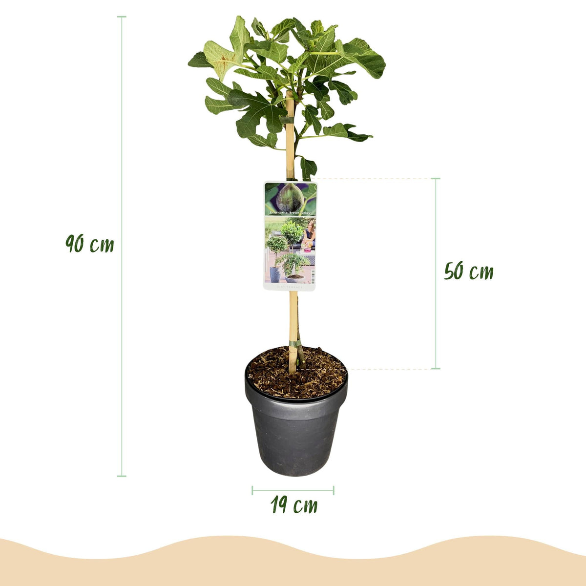 Feigenbaum „Brown Turkey“ (Ficus carica) – 19cm Topf, 90 cm hoch - Green Guardia - Ihr Experte für Schädlinge und Pflanzen