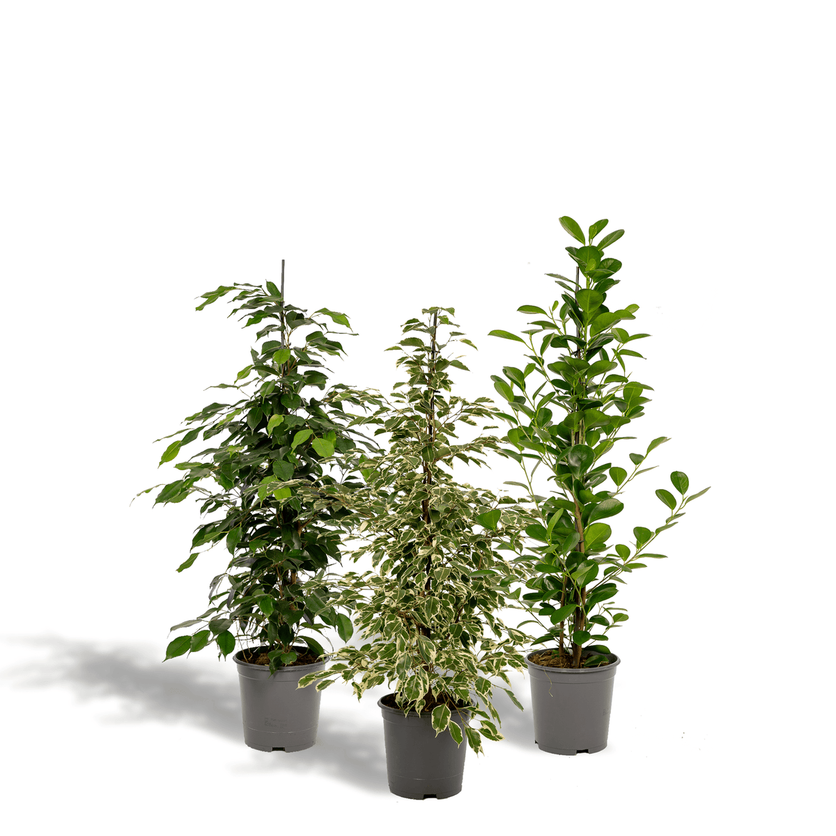 Ficus benjamina ‘Danielle’, Ficus benjamina ‘Twilight’ & Ficus microcarpa ‘Moclame’ – 3 Pflanzen – 21 cm Topf, ca. 95 cm hoch - Green Guardia - Ihr Experte für Schädlinge und Pflanzen