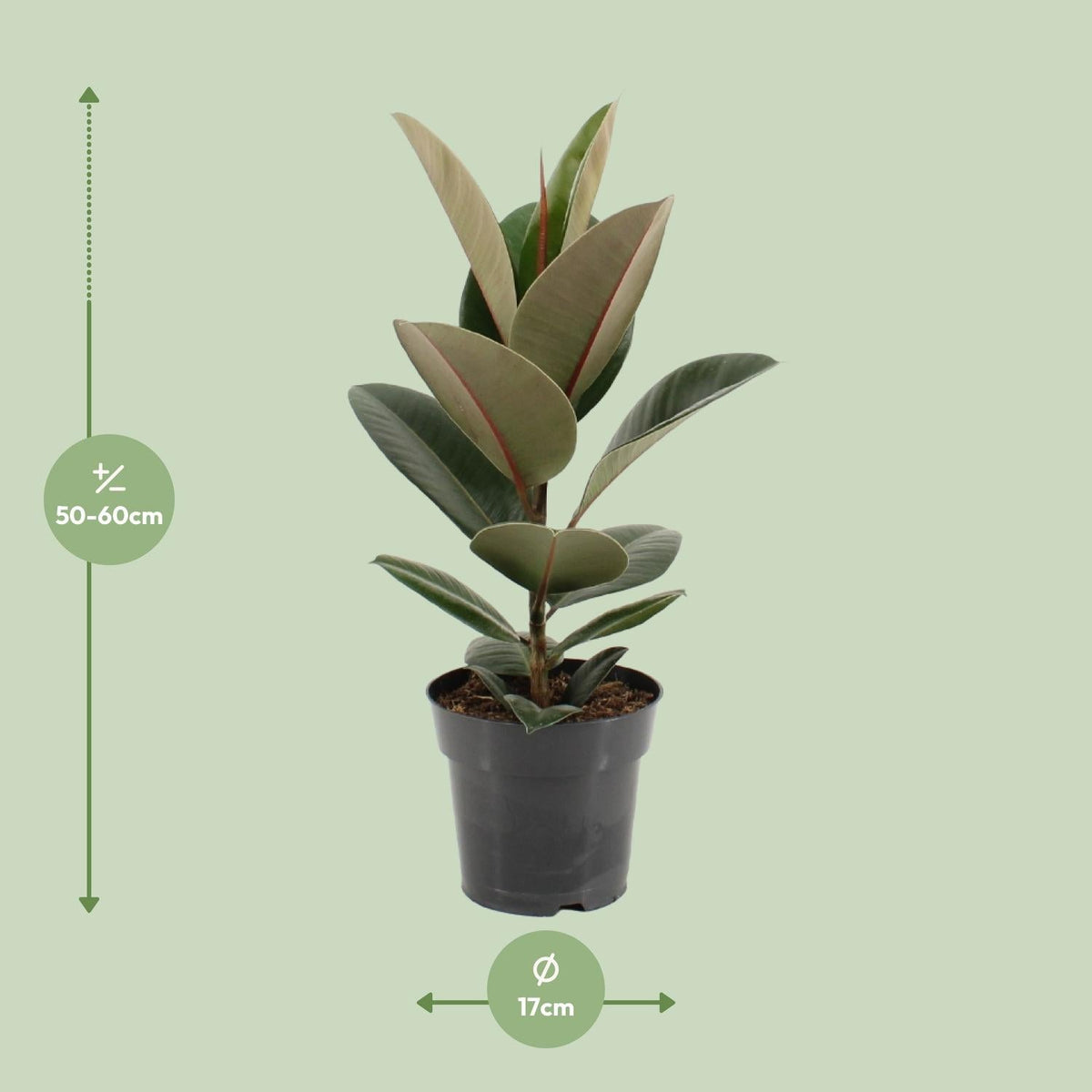 Ficus Elastica ‘Robusta’ – Gummibaum - 35 - 85 cm - Green Guardia - Ihr Experte für Schädlinge und Pflanzen