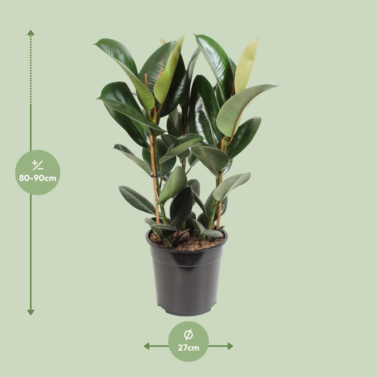 Ficus Elastica ‘Robusta’ – Gummibaum - 35 - 85 cm - Green Guardia - Ihr Experte für Schädlinge und Pflanzen