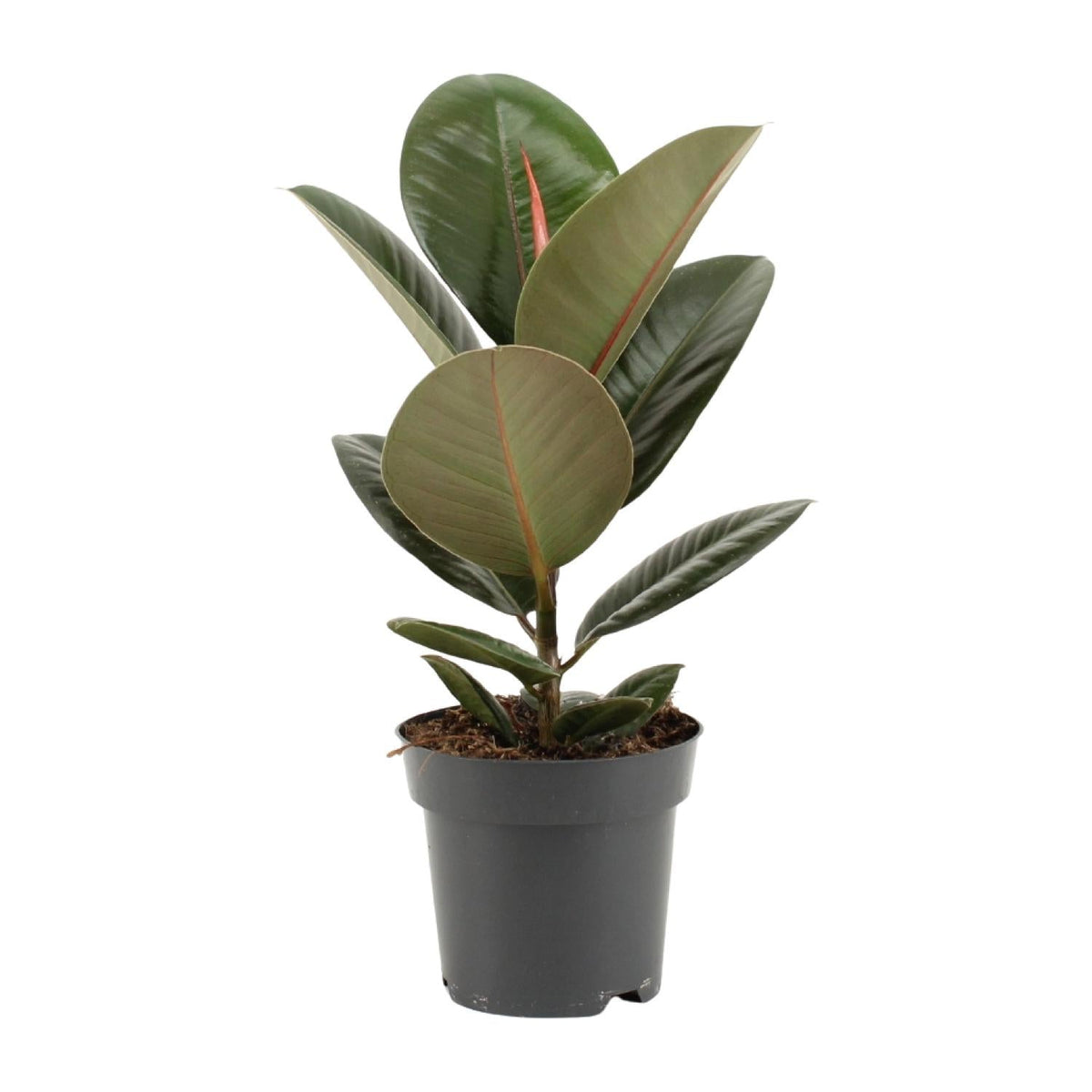 Ficus Elastica ‘Robusta’ – Gummibaum - 35 - 85 cm - Green Guardia - Ihr Experte für Schädlinge und Pflanzen