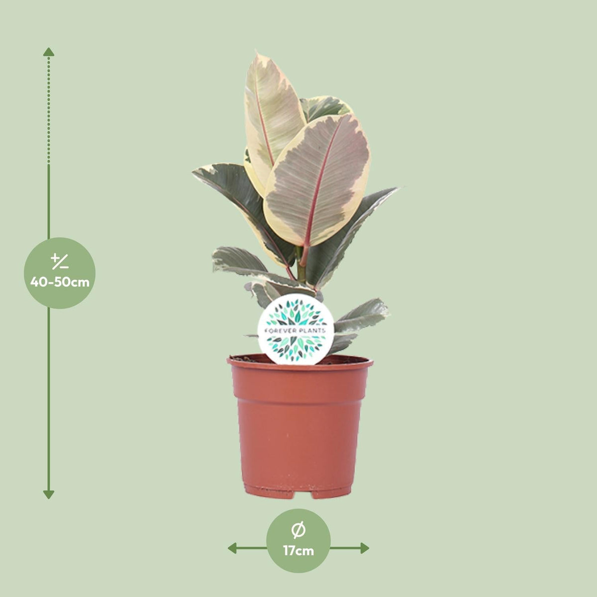 Ficus elastica ‘Tineke’ – 50–100 cm - Green Guardia - Ihr Experte für Schädlinge und Pflanzen