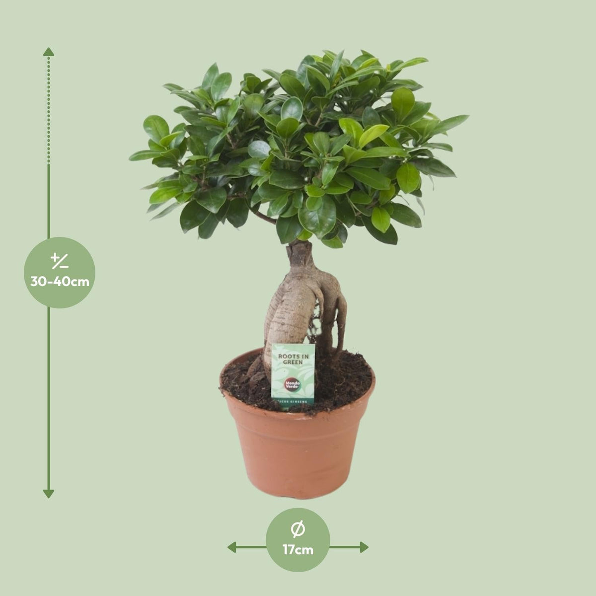 Ficus Ginseng – Bonsai - Feige, 40–70 cm - Green Guardia - Ihr Experte für Schädlinge und Pflanzen