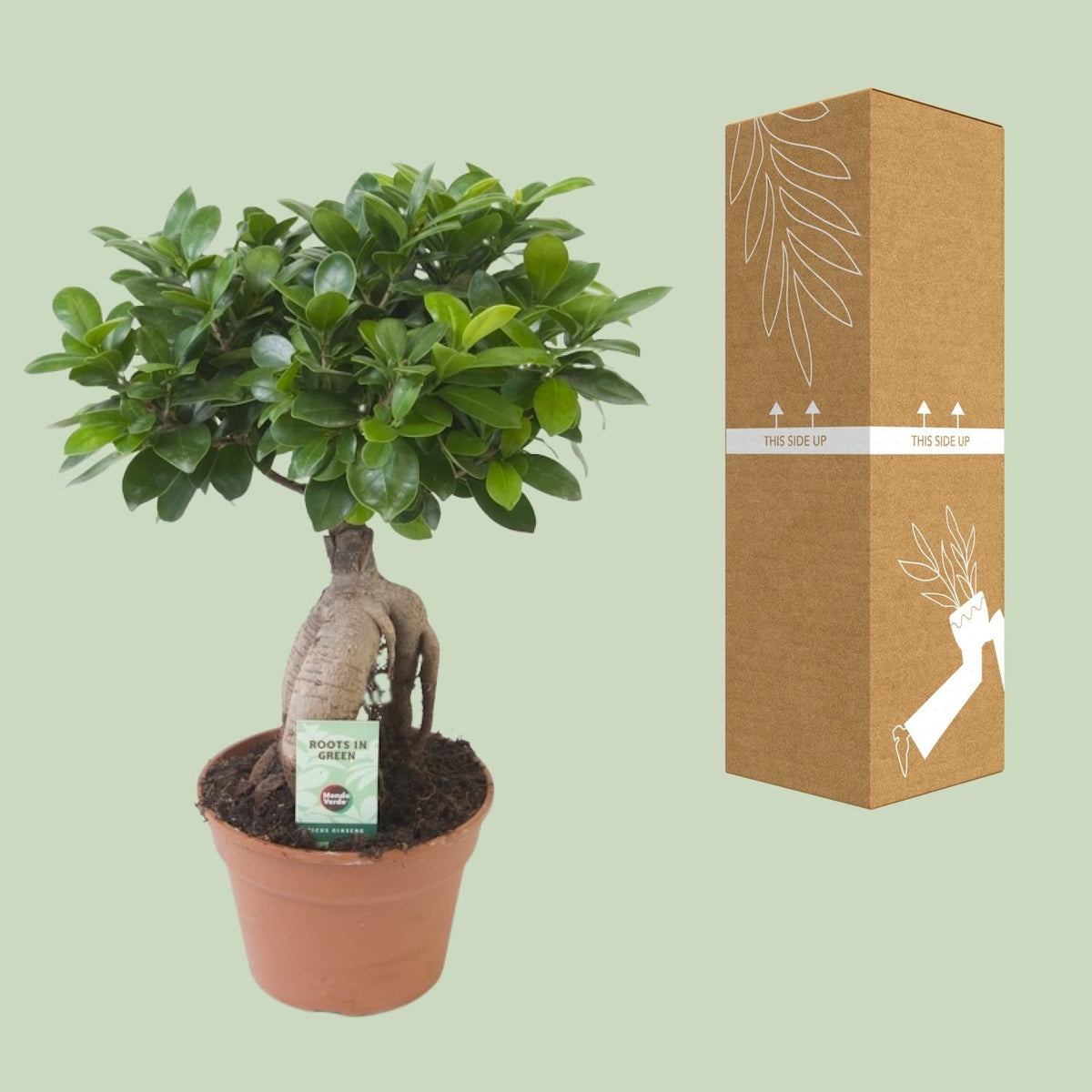 Ficus Ginseng – Bonsai - Feige, 40–70 cm - Green Guardia - Ihr Experte für Schädlinge und Pflanzen