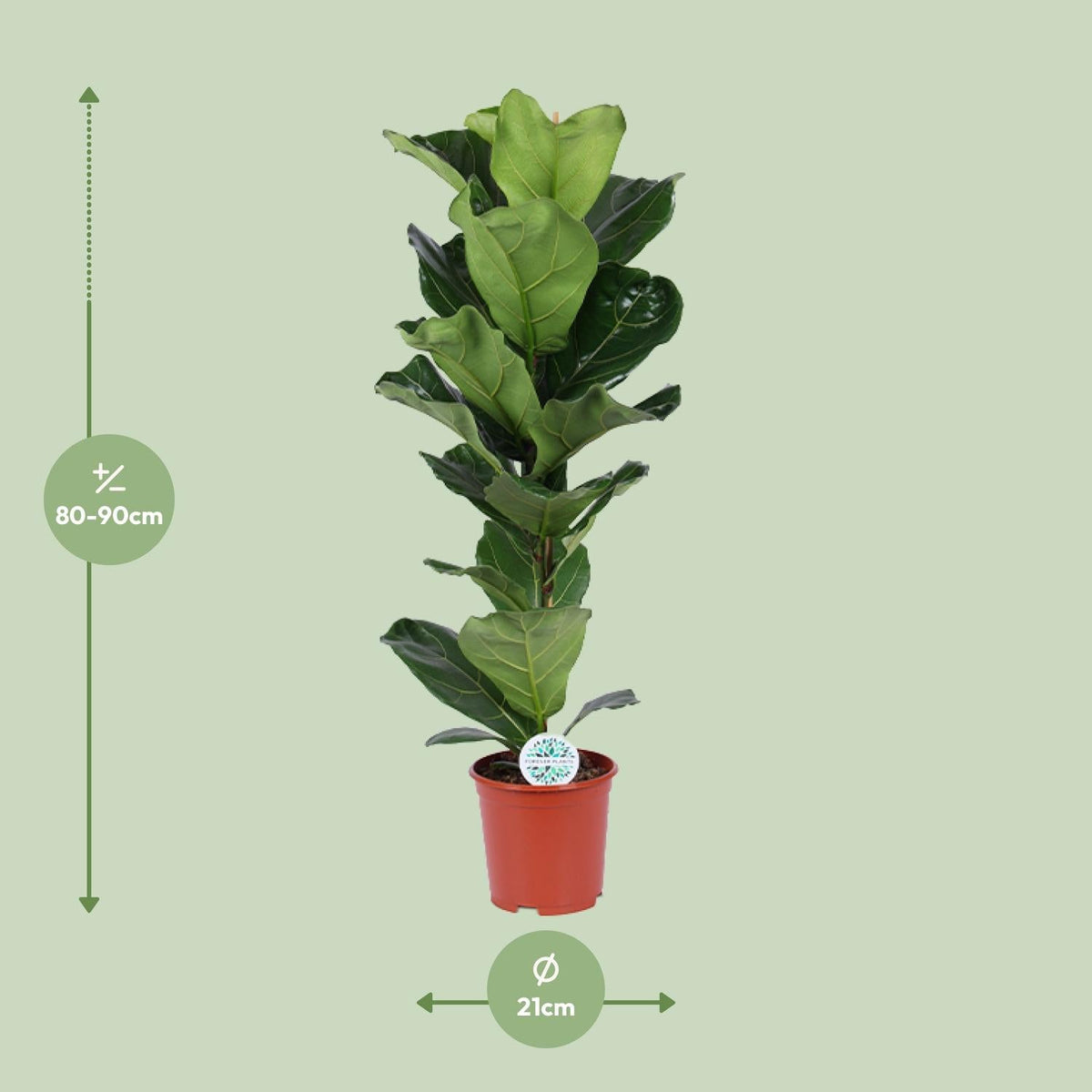 Ficus Lyrata – Geigenfeige - 30 - 130 cm - Green Guardia - Ihr Experte für Schädlinge und Pflanzen