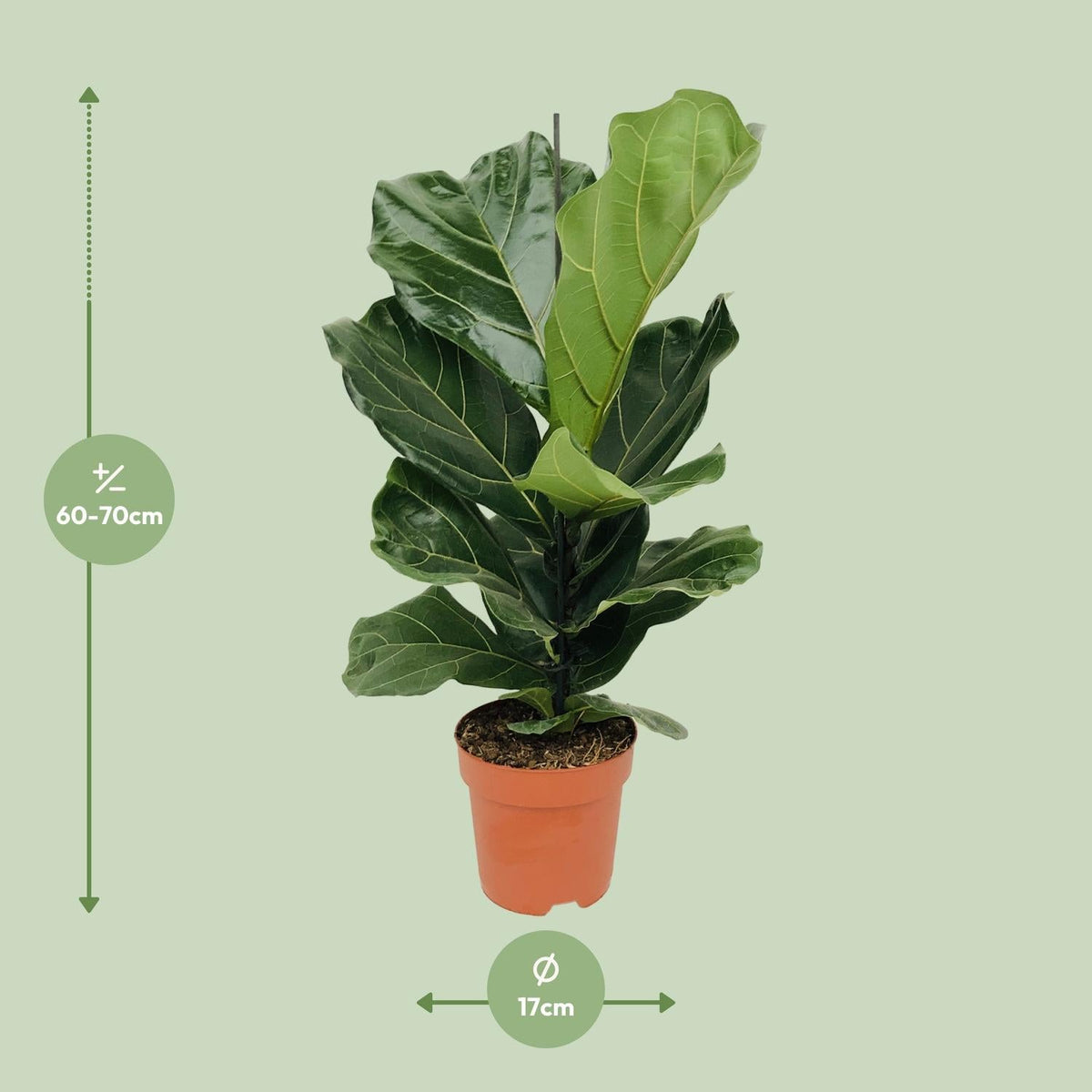 Ficus Lyrata – Geigenfeige - 30 - 130 cm - Green Guardia - Ihr Experte für Schädlinge und Pflanzen