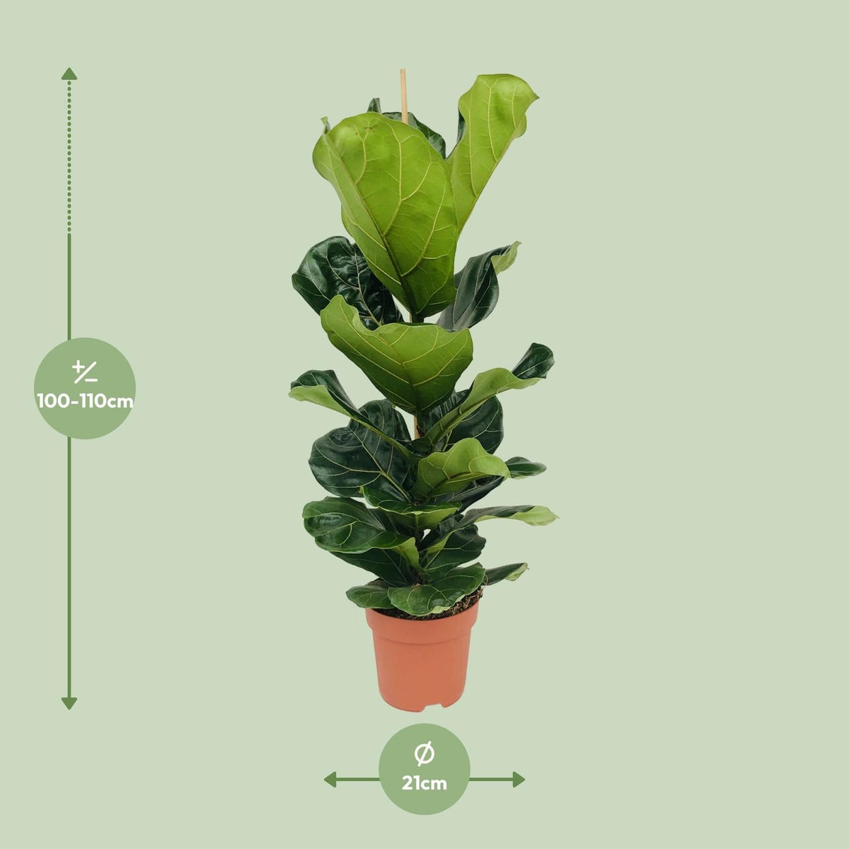 Ficus Lyrata – Geigenfeige - 30 - 130 cm - Green Guardia - Ihr Experte für Schädlinge und Pflanzen