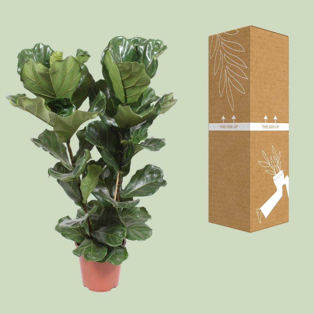 Ficus Lyrata – Geigenfeige - 30 - 130 cm - Green Guardia - Ihr Experte für Schädlinge und Pflanzen