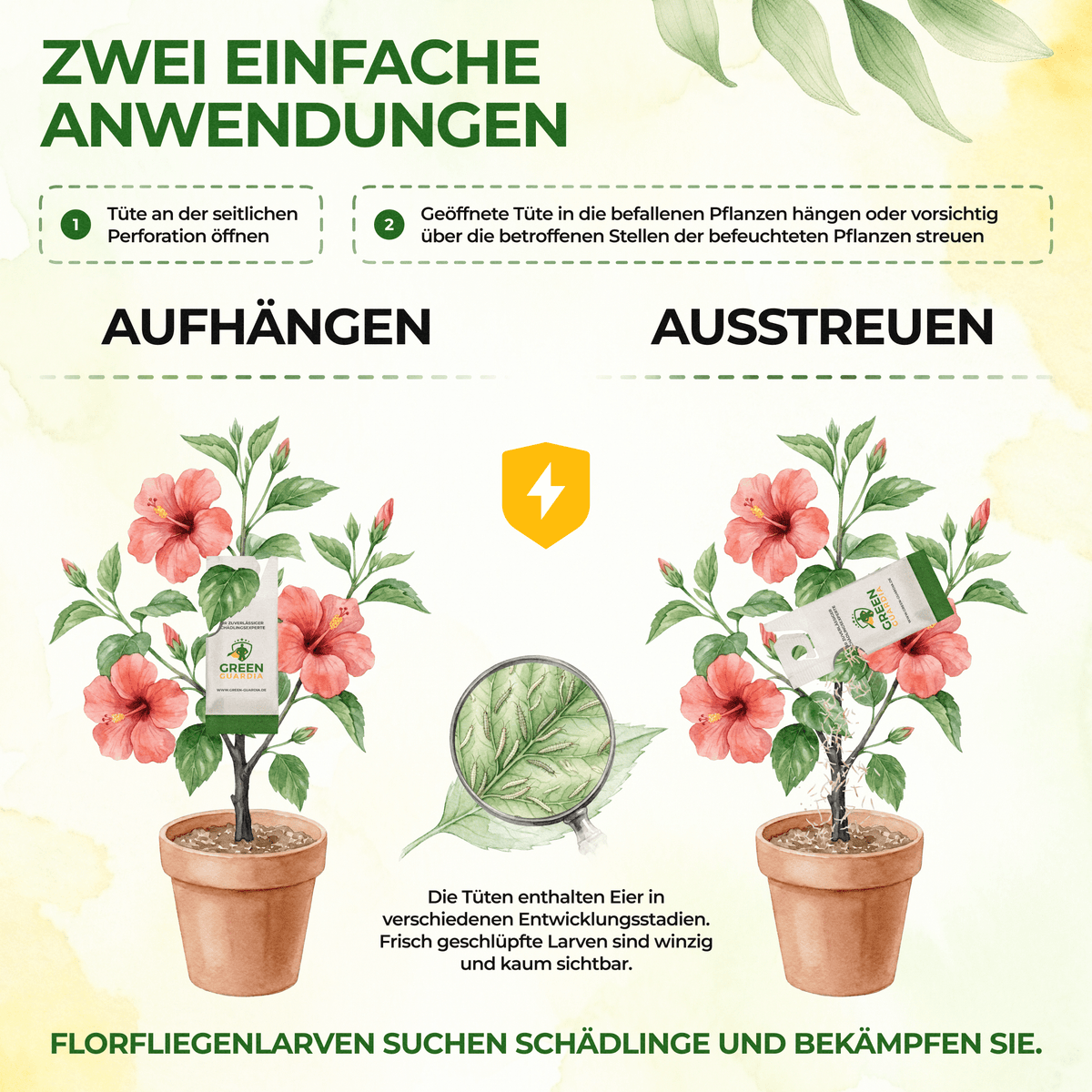 Florfliegenlarven - Eier gegen Blattläuse, Wollläuse - Green Guardia - Ihr Experte für Schädlinge und Pflanzen