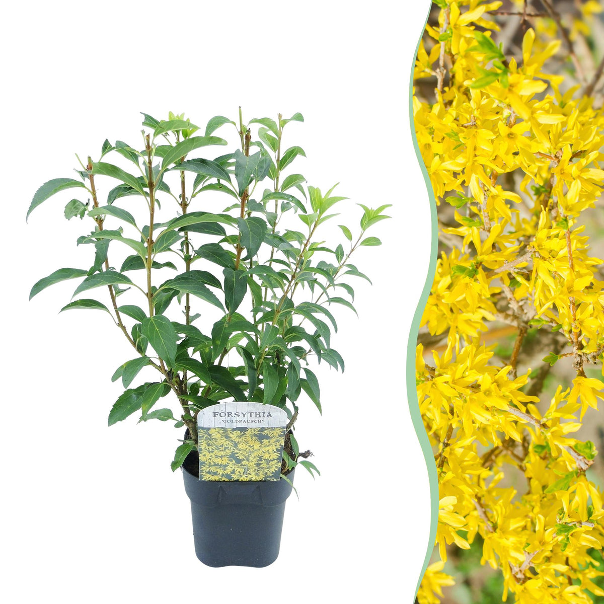 Forsythie ‘Goldrauch’ – gelbblühender Strauch, 1 Pflanze, 17 cm Topf, 45 cm hoch - Green Guardia - Ihr Experte für Schädlinge und Pflanzen