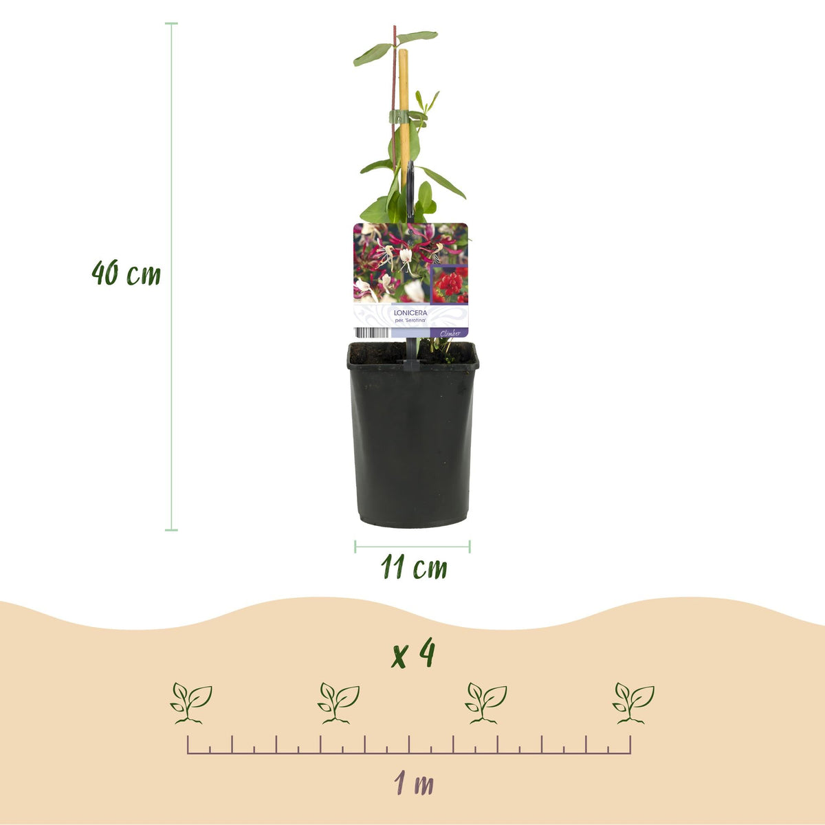 Geißblatt ‘Serotina’ – immergrüne Kletterpflanze, 2 Pflanzen, 11 - cm - Topf, 40 cm - Green Guardia - Ihr Experte für Schädlinge und Pflanzen
