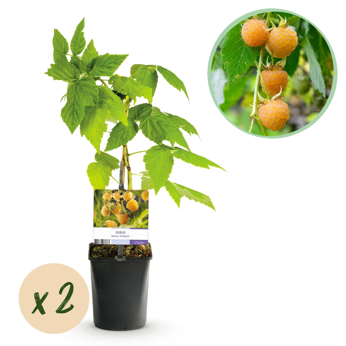 Gelbe Himbeere „Fallgold“ (Rubus idaeus) – 2 Pflanzen im 11 cm Topf, ca. 40 cm - Green Guardia - Ihr Experte für Schädlinge und Pflanzen