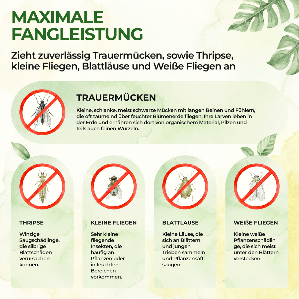 Gelbsticker (10x Stück inkl. Bambusstäbchen) - Green Guardia - Ihr Experte für Schädlinge und Pflanzen
