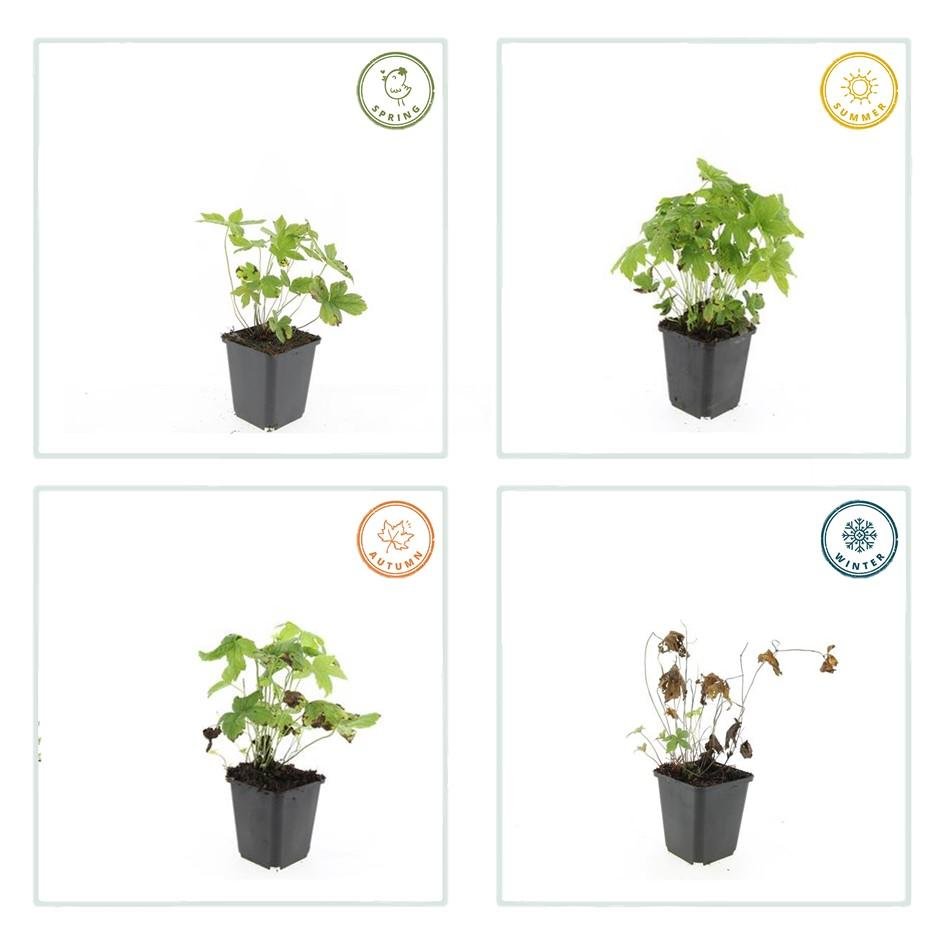 Geranium nodosum – kompakter Storchschnabel, 10–25 cm Höhe - Green Guardia - Ihr Experte für Schädlinge und Pflanzen