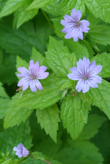 Geranium nodosum – kompakter Storchschnabel, 10–25 cm Höhe - Green Guardia - Ihr Experte für Schädlinge und Pflanzen
