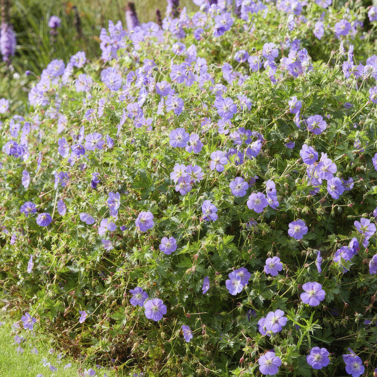 Geranium ‘Rozanne’ – langlebiger Storchschnabel, 10–25 cm hoch - Green Guardia - Ihr Experte für Schädlinge und Pflanzen