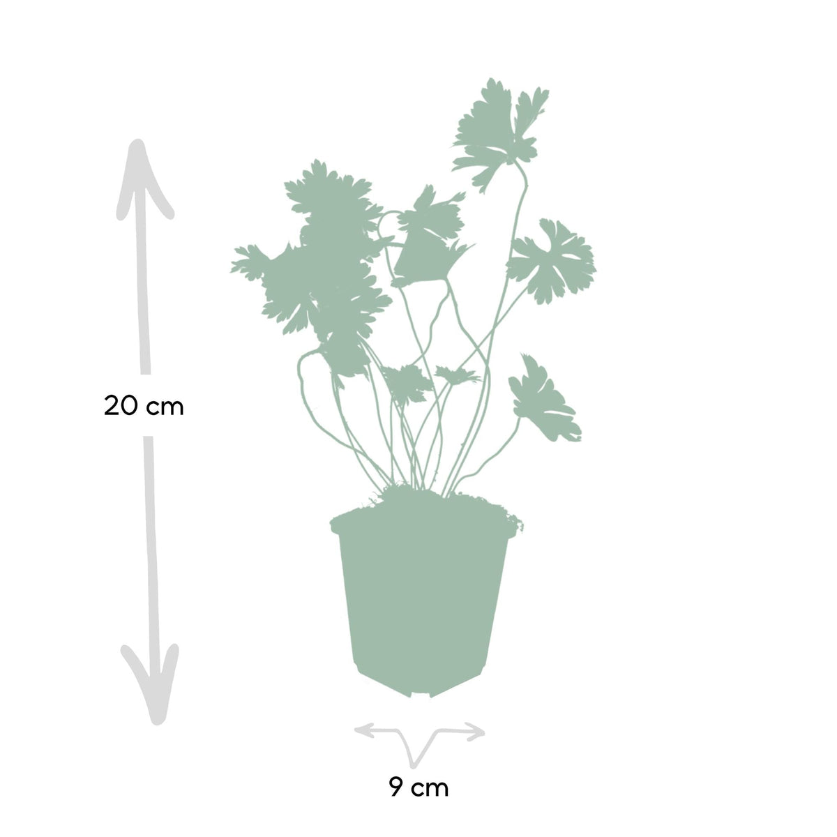 Geranium ‘Rozanne’ – langlebiger Storchschnabel, 10–25 cm hoch - Green Guardia - Ihr Experte für Schädlinge und Pflanzen