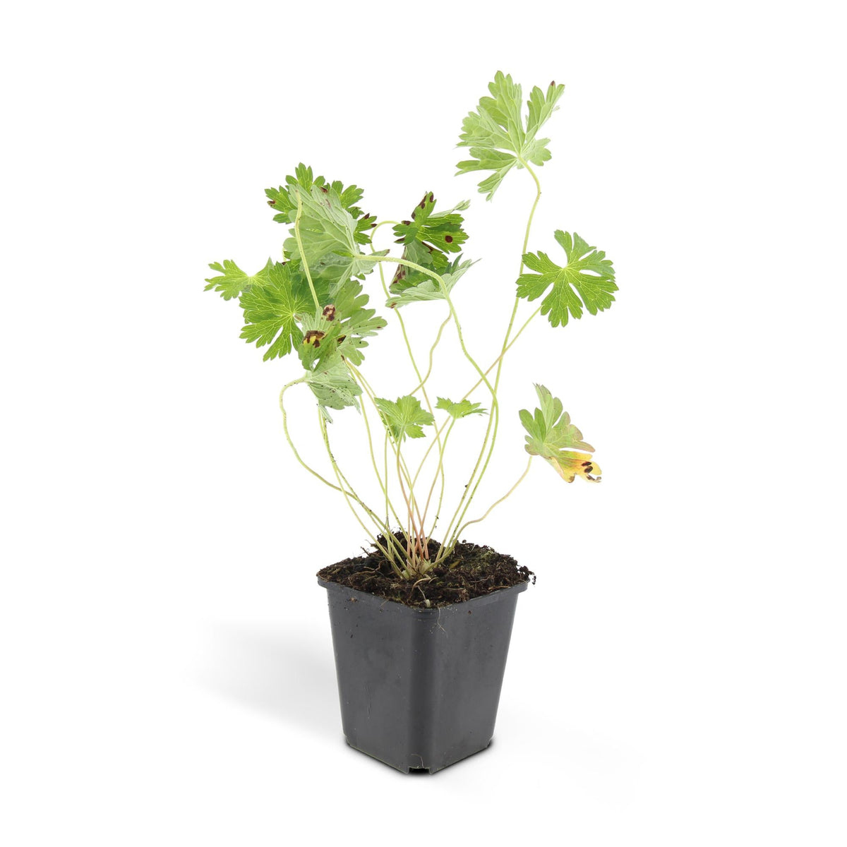 Geranium ‘Rozanne’ – langlebiger Storchschnabel, 10–25 cm hoch - Green Guardia - Ihr Experte für Schädlinge und Pflanzen