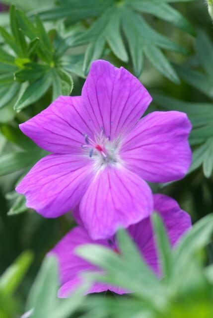 Geranium ‘Tiny Monster’ – kompakter Storchschnabel, 9 cm Topf, 10–25 cm - Green Guardia - Ihr Experte für Schädlinge und Pflanzen