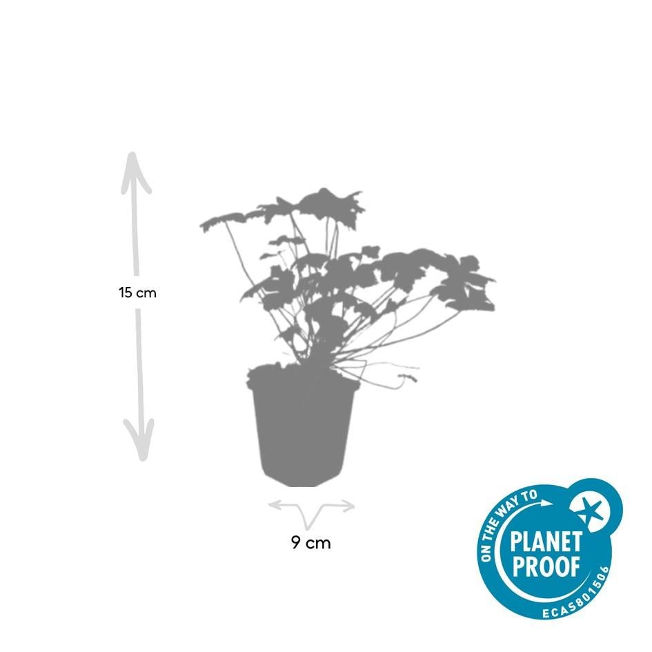Geranium ‘Tiny Monster’ – kompakter Storchschnabel, 9 cm Topf, 10–25 cm - Green Guardia - Ihr Experte für Schädlinge und Pflanzen
