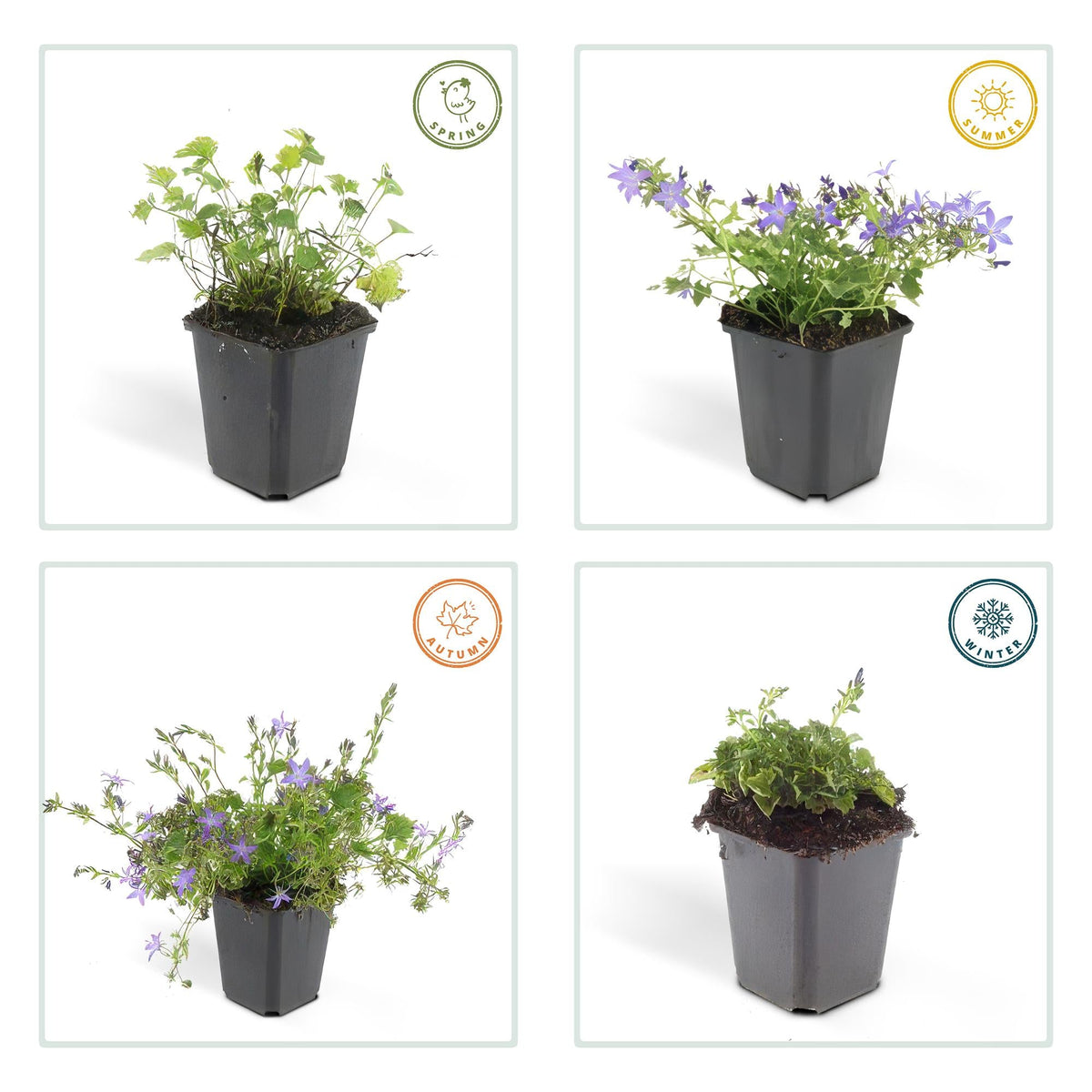 Glockenblume ‘Stella’ – kompakt wachsend, Ø9 cm, 10–25 cm hoch - Green Guardia - Ihr Experte für Schädlinge und Pflanzen