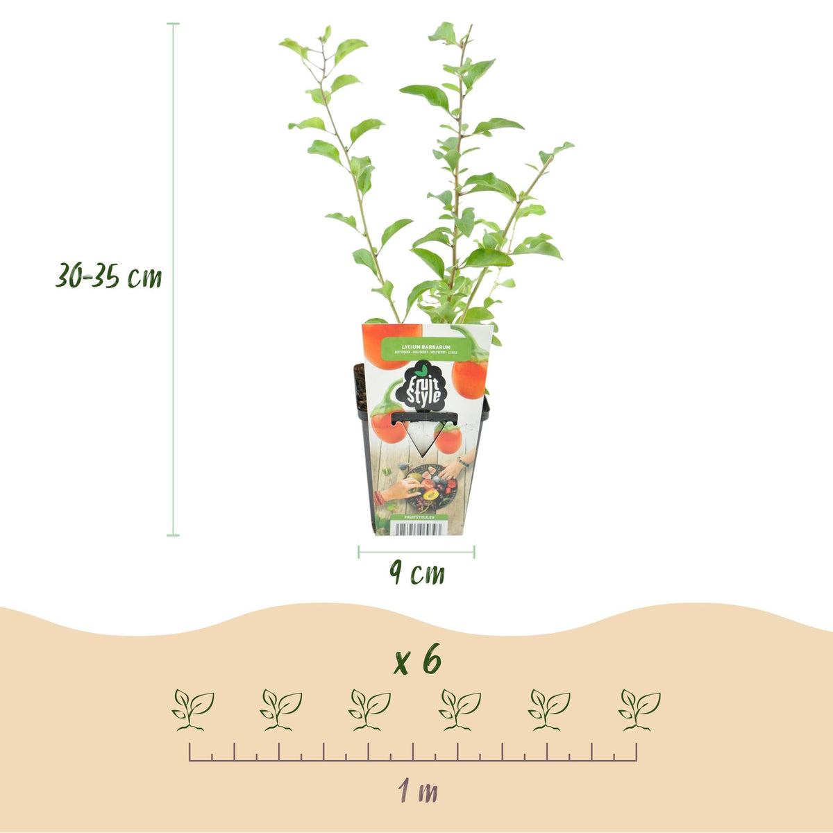 Goji - Beere – Lycium barbarum – winterhart – orange - rote Früchte – 3 Pflanzen – 9 cm Topf - Green Guardia - Ihr Experte für Schädlinge und Pflanzen