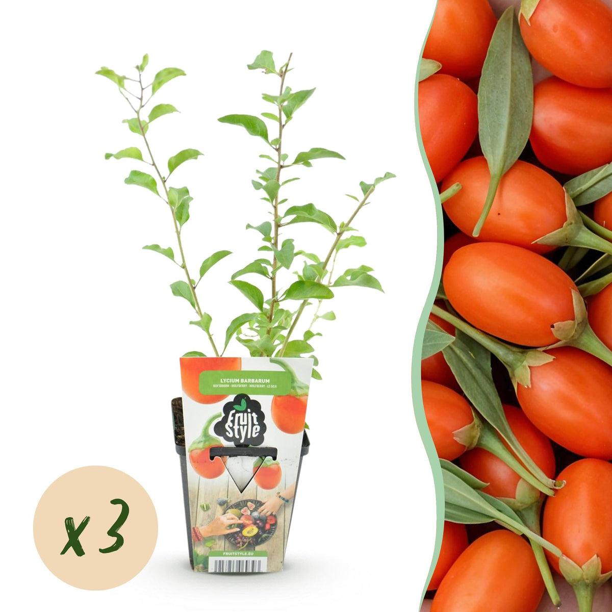 Goji - Beere – Lycium barbarum – winterhart – orange - rote Früchte – 3 Pflanzen – 9 cm Topf - Green Guardia - Ihr Experte für Schädlinge und Pflanzen