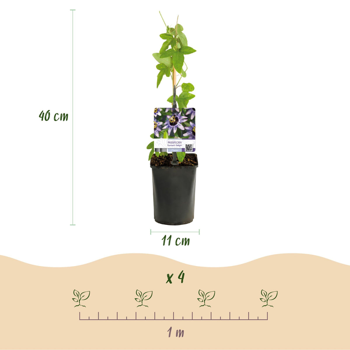 GreenboutiQ - Passionsblume - Passiflora Rainbow - Blume Rosa Weiß Lila Grün - Wenig Pflege - 4 Pflanzen - Topf 11cm Höhe 40cm - Green Guardia - Ihr Experte für Schädlinge und Pflanzen