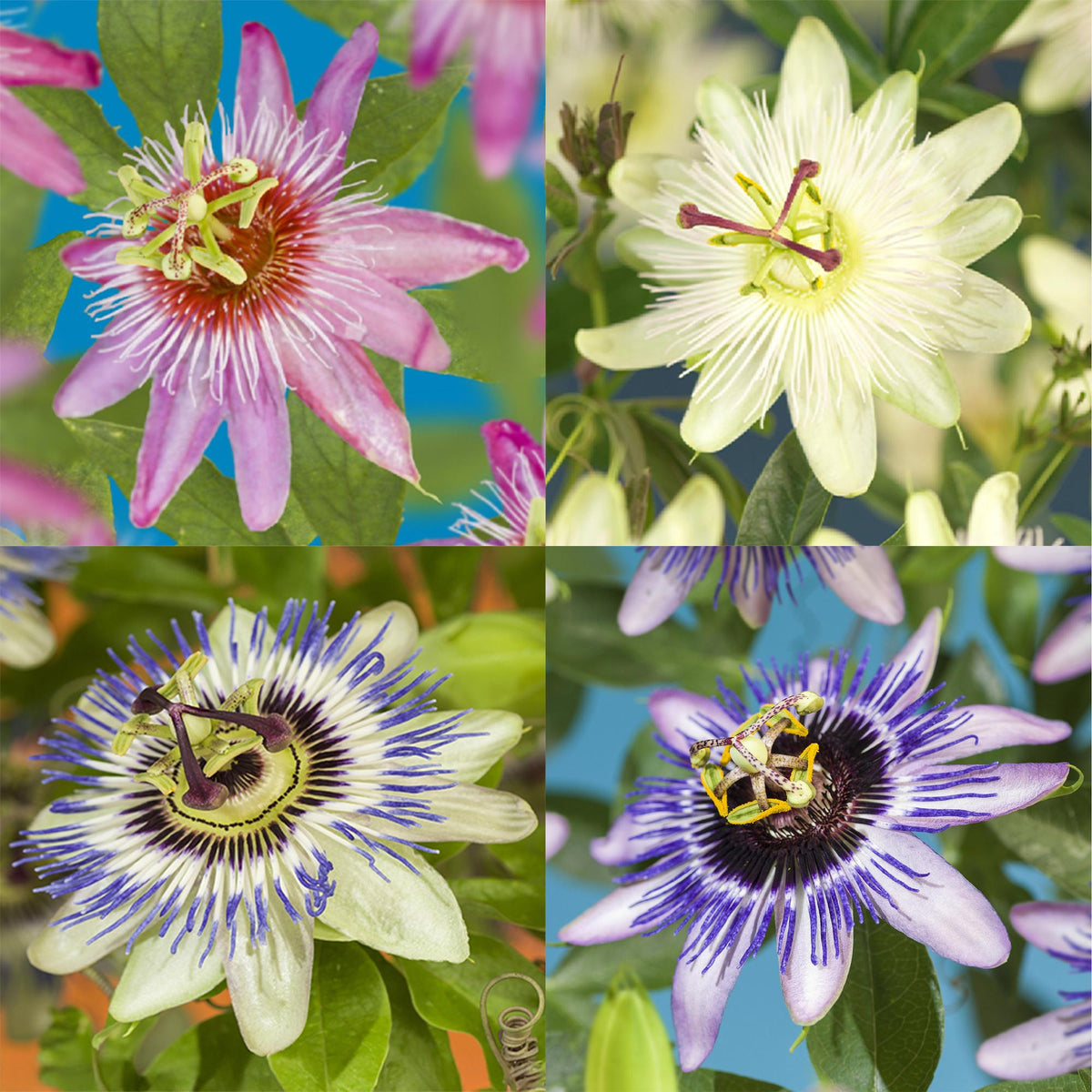 GreenboutiQ - Passionsblume - Passiflora Rainbow - Blume Rosa Weiß Lila Grün - Wenig Pflege - 4 Pflanzen - Topf 11cm Höhe 40cm - Green Guardia - Ihr Experte für Schädlinge und Pflanzen