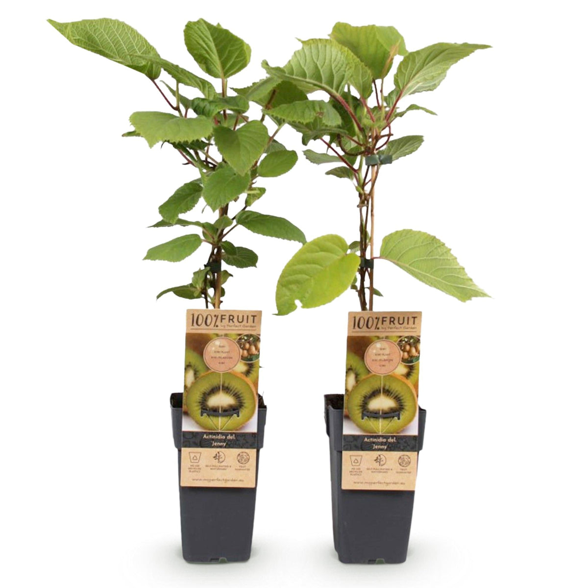 Grüne Kiwi „Jenny“ – Actinidia deliciosa, 2 Pflanzen im 15 cm - Topf (Höhe ca. 50 cm) - Green Guardia - Ihr Experte für Schädlinge und Pflanzen