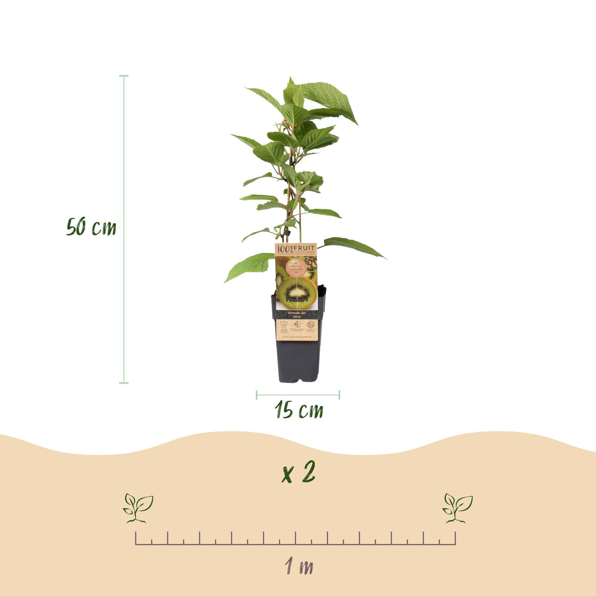 Grüne Kiwi „Jenny“ – Actinidia deliciosa, 2 Pflanzen im 15 cm - Topf (Höhe ca. 50 cm) - Green Guardia - Ihr Experte für Schädlinge und Pflanzen