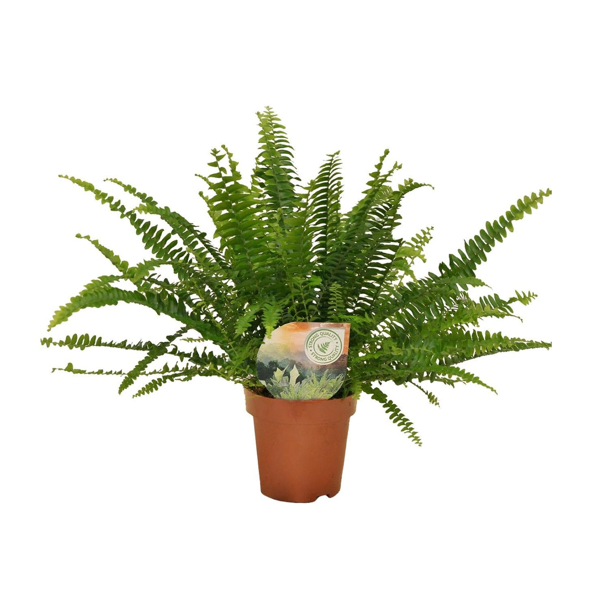 Grüner Farn „Green Lady“ (Nephrolepis) – 30–80 cm - Green Guardia - Ihr Experte für Schädlinge und Pflanzen
