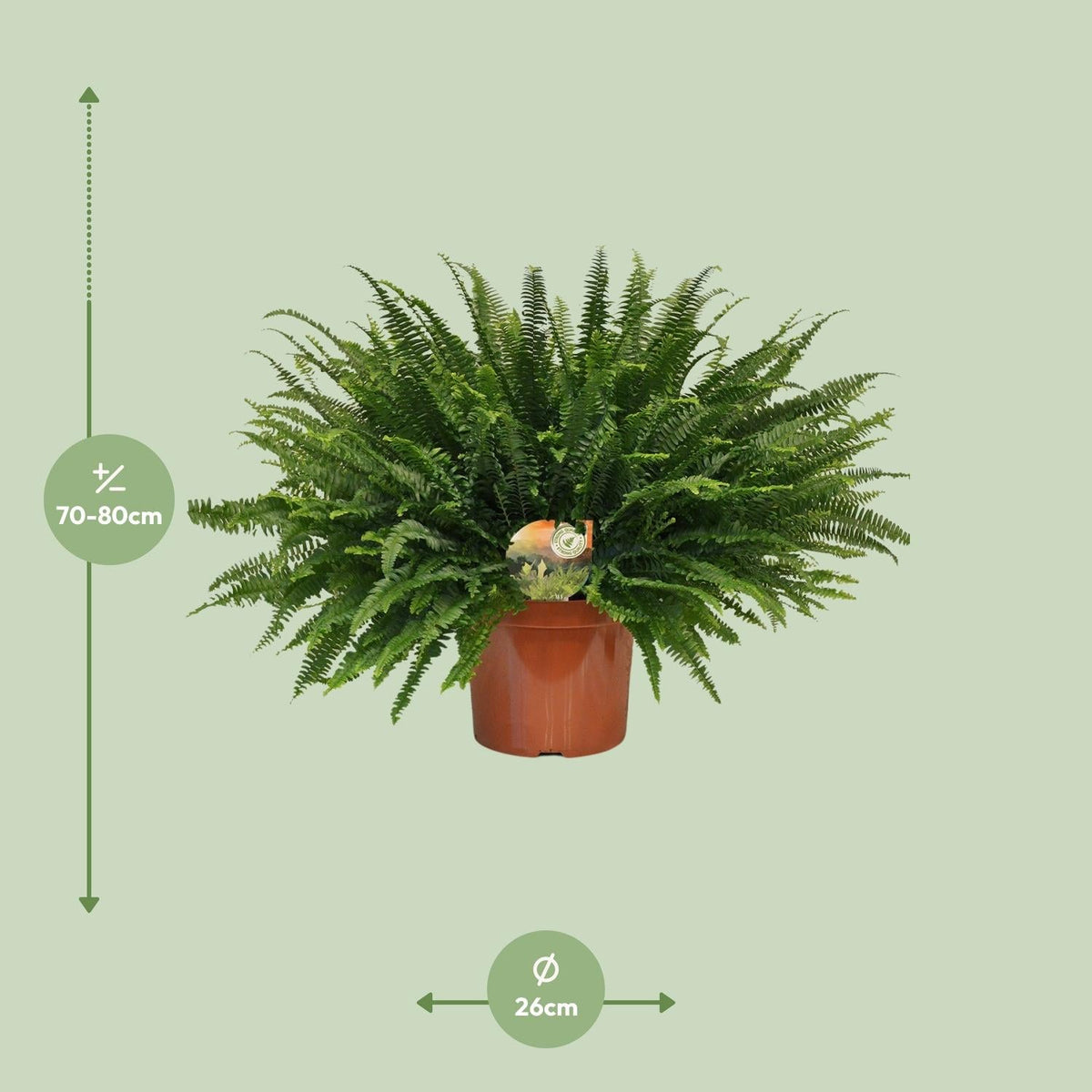 Grüner Farn „Green Lady“ (Nephrolepis) – 30–80 cm - Green Guardia - Ihr Experte für Schädlinge und Pflanzen