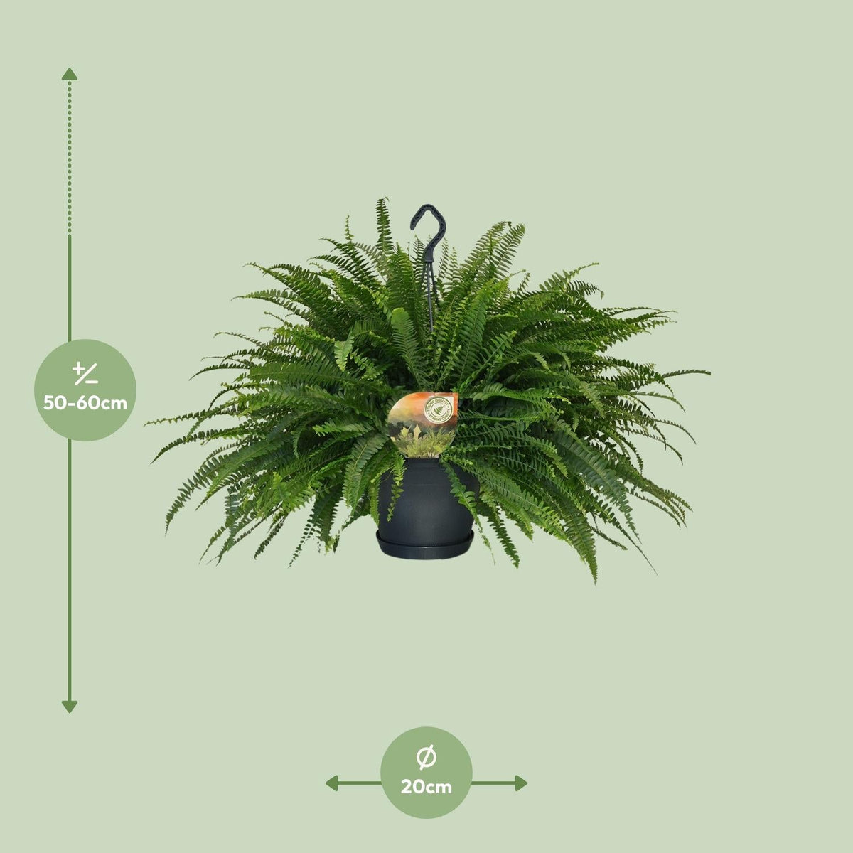 Grüner Farn „Green Lady“ (Nephrolepis) – 30–80 cm - Green Guardia - Ihr Experte für Schädlinge und Pflanzen