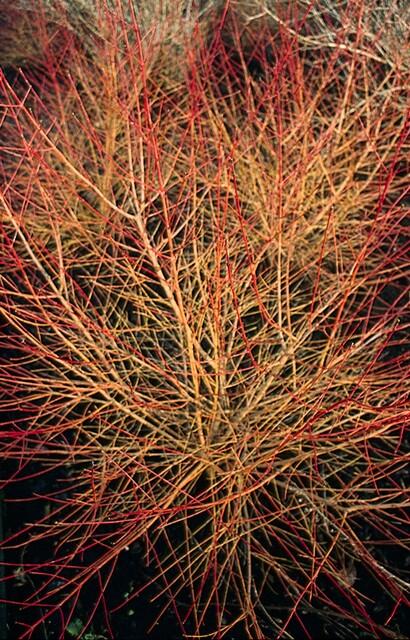 Hartriegel ‘Anny's Winter Orange’ – 9 cm Topf, 10–25 cm hoch - Green Guardia - Ihr Experte für Schädlinge und Pflanzen