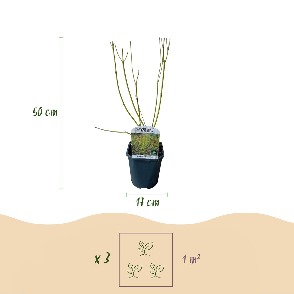 Hartriegel ‘Tricolour’ (Cornus alba) – 3 Pflanzen, laubabwerfend, 17 - cm - Topf, 45 cm Höhe - Green Guardia - Ihr Experte für Schädlinge und Pflanzen