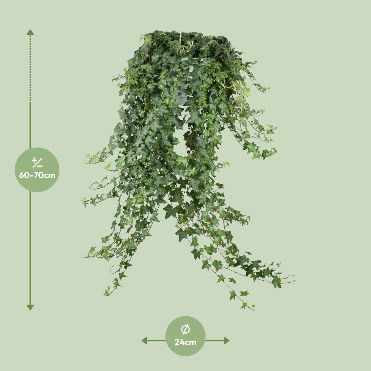 Hedera helix ‘Pitsburg’ – Efeu – Hängepflanze XXL – 17 - 24 cm Topf - Green Guardia - Ihr Experte für Schädlinge und Pflanzen
