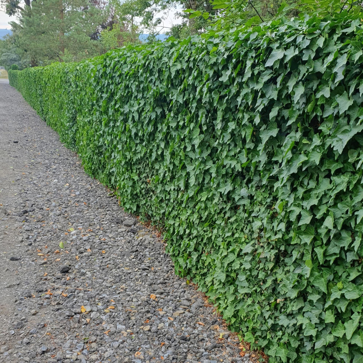 Hedera hibernica – Irischer Efeu, 9 cm Topf, 10–25 cm Höhe - Green Guardia - Ihr Experte für Schädlinge und Pflanzen