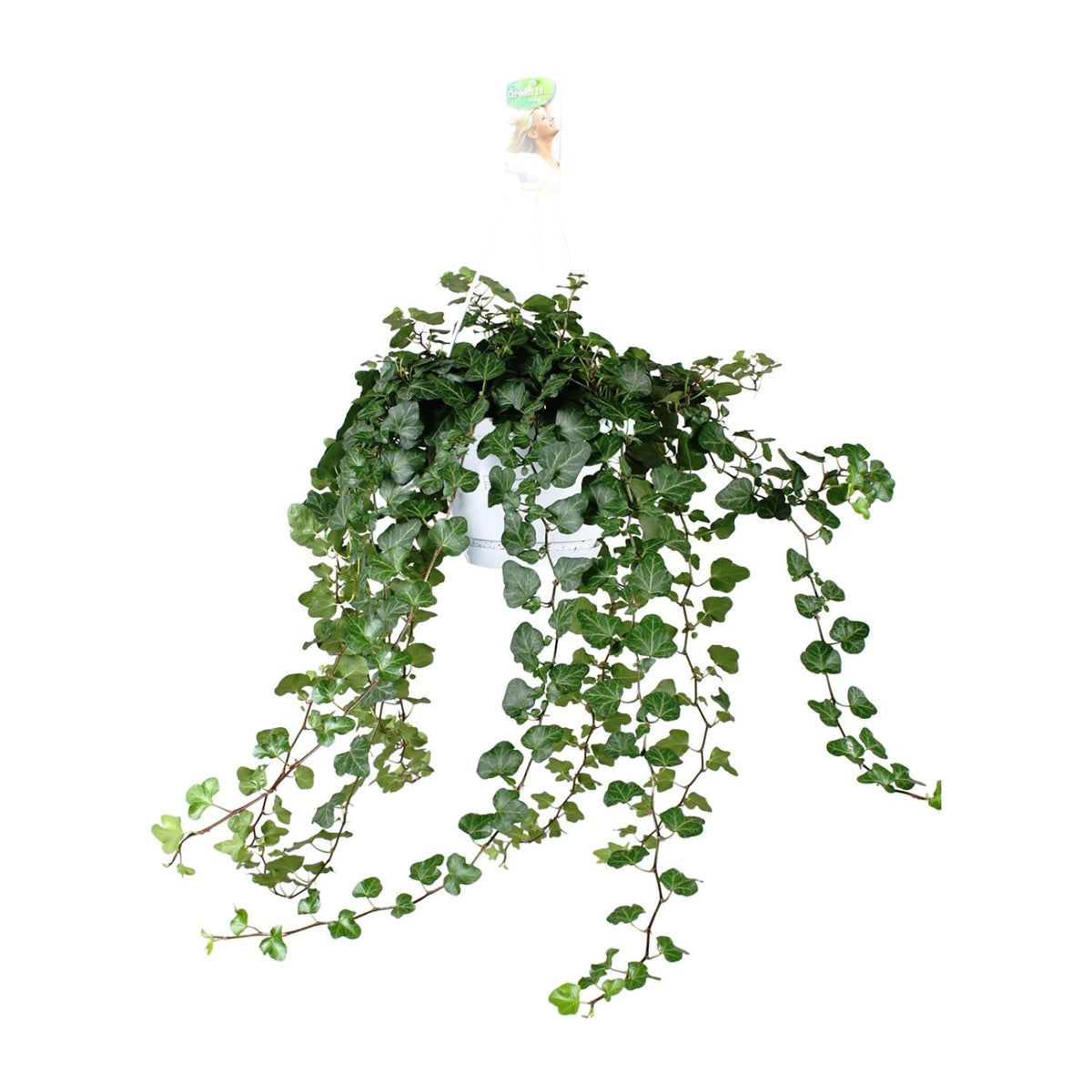 Hedera ‘Wonder Green’ – Efeu - 50 - 70 cm - Green Guardia - Ihr Experte für Schädlinge und Pflanzen