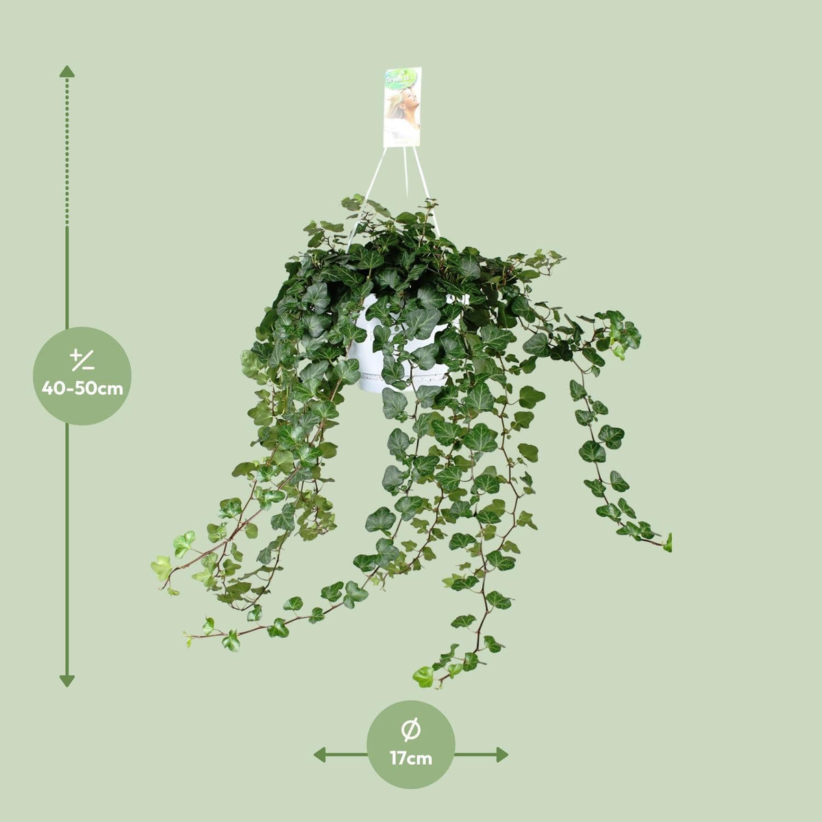 Hedera ‘Wonder Green’ – Efeu - 50 - 70 cm - Green Guardia - Ihr Experte für Schädlinge und Pflanzen