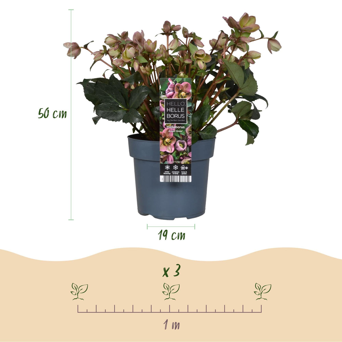 Helleborus ‘Angels Glow’ – immergrün & pflegeleicht – rosa Blüte – 19 cm Topf, ca. 50 cm hoch - Green Guardia - Ihr Experte für Schädlinge und Pflanzen