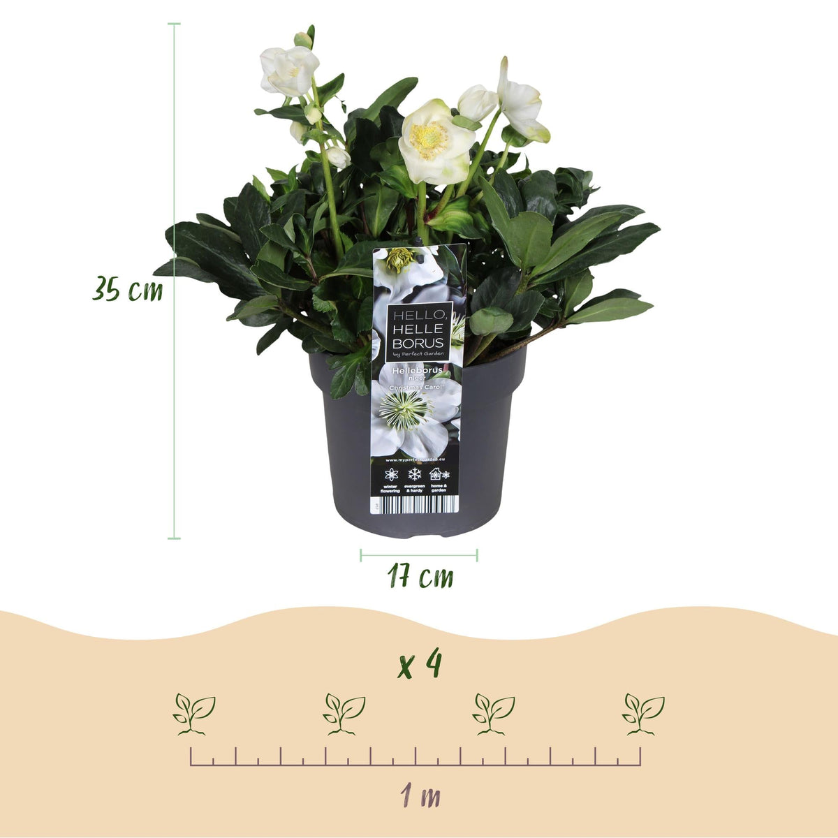 Helleborus ‚Christmas Carol‘ – immergrün – weiße Blüte – verschiedene Größen und Anzahl an Pflanzen - Green Guardia - Ihr Experte für Schädlinge und Pflanzen