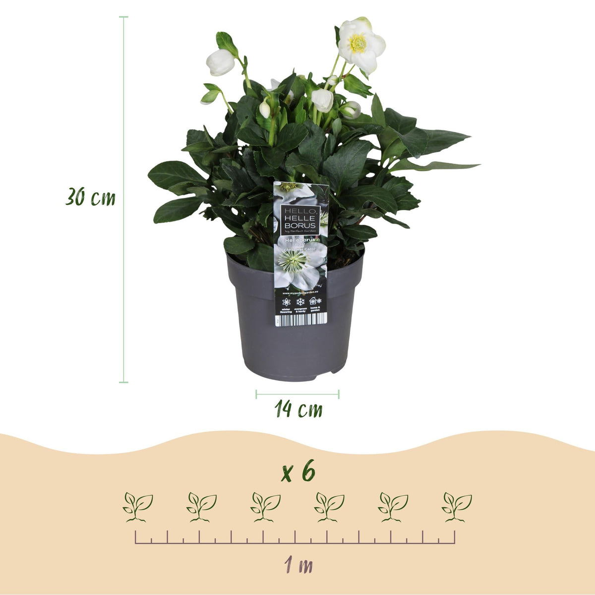 Helleborus ‚Christmas Carol‘ – immergrün – weiße Blüte – verschiedene Größen und Anzahl an Pflanzen - Green Guardia - Ihr Experte für Schädlinge und Pflanzen