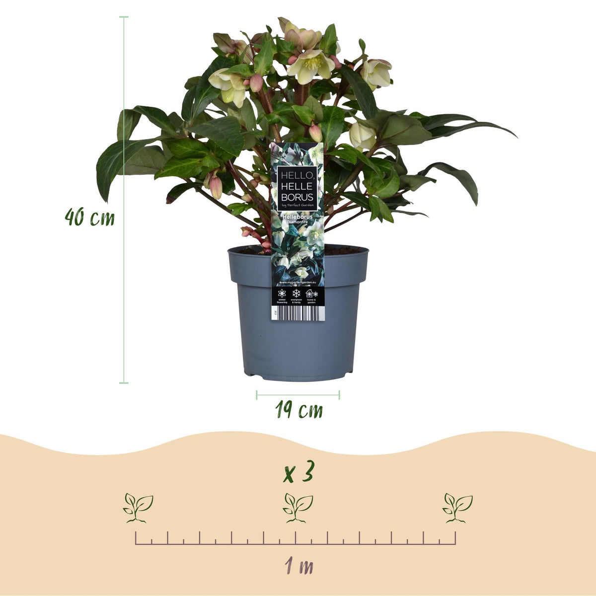 Helleborus ‘Diamfire’ – immergrün & pflegeleicht – grüne Blüte – 19 cm Topf, ca. 40 cm hoch - Green Guardia - Ihr Experte für Schädlinge und Pflanzen