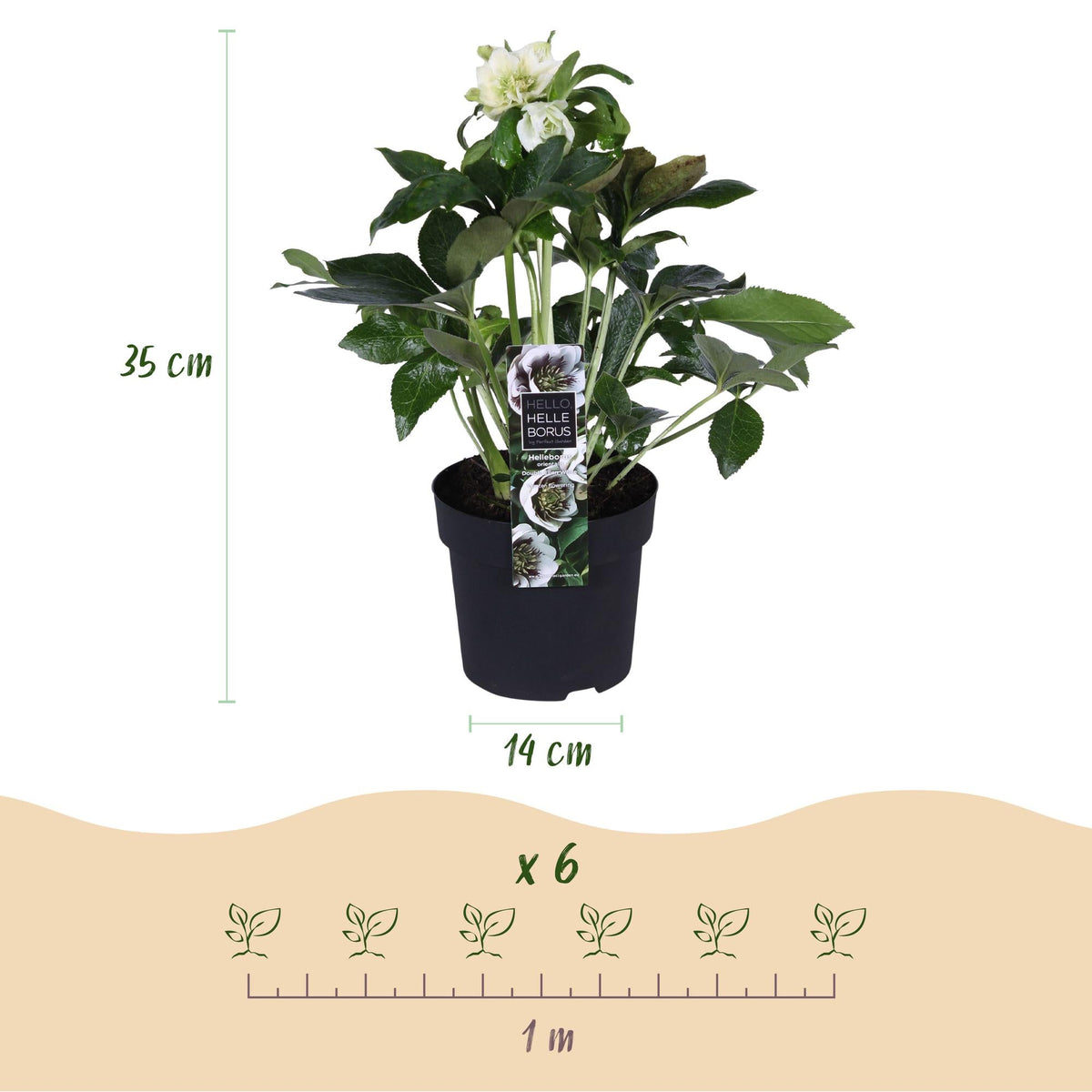 Helleborus orientalis ‘Double Ellen White’ – immergrün & pflegeleicht – weiße Blüte – 14 cm Topf, ca. 35 cm hoch - Green Guardia - Ihr Experte für Schädlinge und Pflanzen
